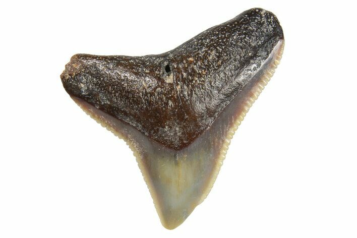 Fossil Gray Shark (Carcharhinus) Tooth - Bone Valley, Florida #294763